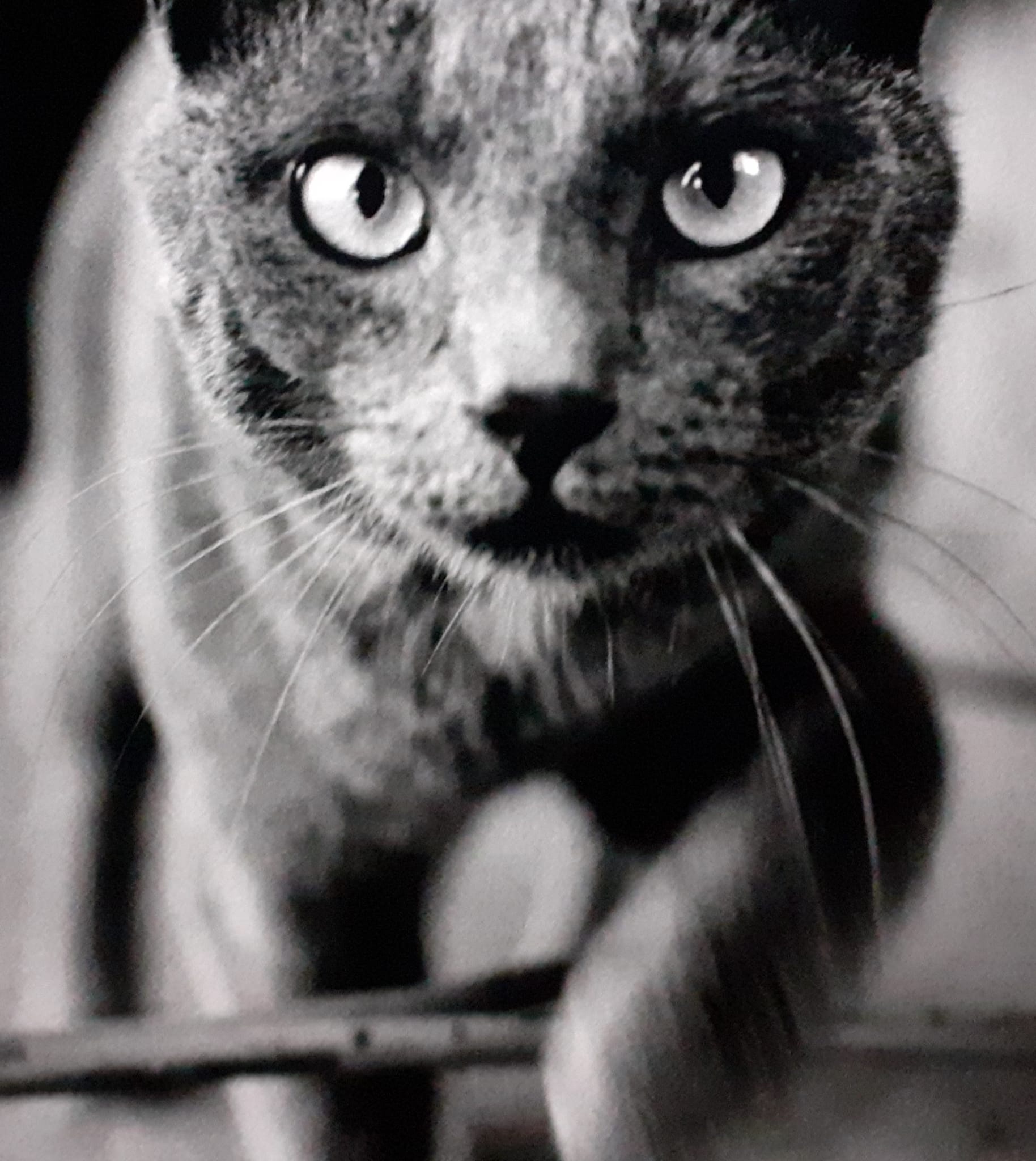 I gatti del cimitero acattolico